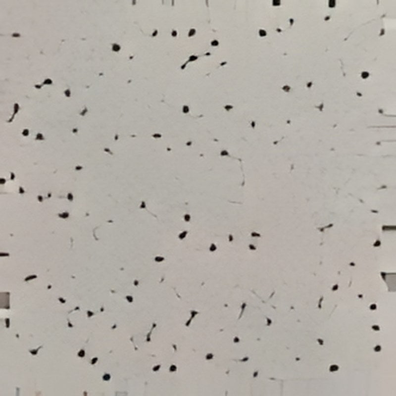 Carrelage sol grès cérame Terrazzo 60 x 60 cm finition mate